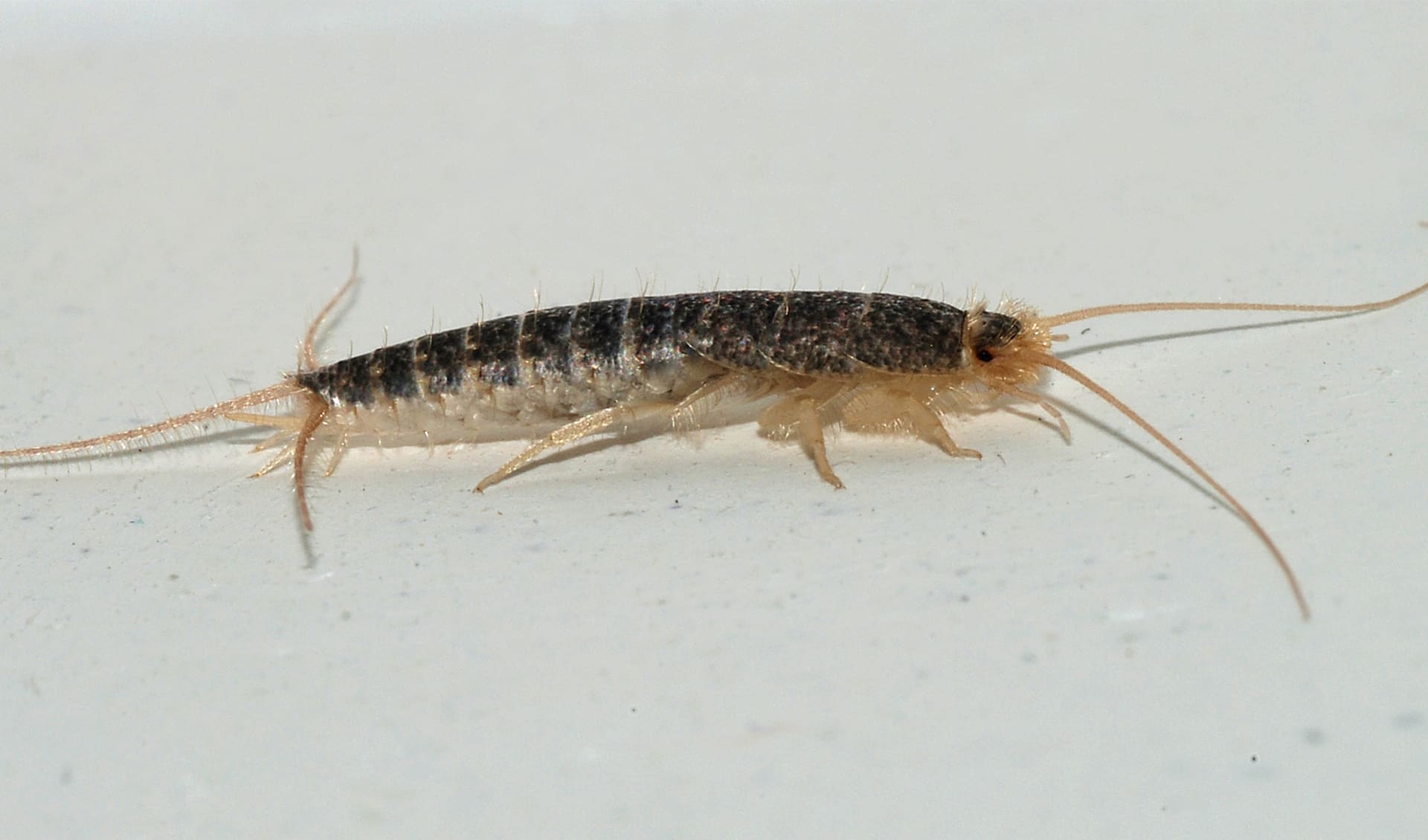 Zygentoma Silverfish Firebrats Facts Distribution Population Zygentoma Silverfish Firebrats Facts Distribution Population